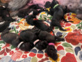 /album/fotogalerie-vrh-ch-litter-ch/img-5364-1-jpg/